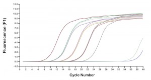 Real Time PCR grid , Cycle numbers and Fluorescence