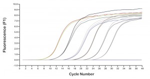 Real time PCR animation (Fluorescence and Cycle Numer)