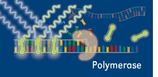 Polymerase realtime pcr